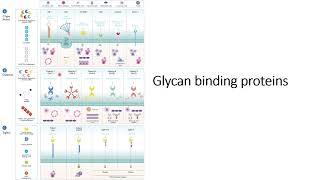 Glycan binding proteins GBP Specificity and Location Code 527 [upl. by Adieren]