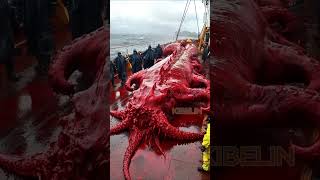 Giant Deep Sea Creature Caught by Fishermen🐙🦑🦀deepseafishing fishingexploration giantseacreature [upl. by Holmun938]