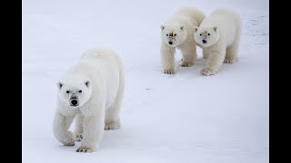 Le Cercle polaire Arctique [upl. by Cuhp]