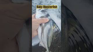 I CAUGHT a Tiny Roosterfish in Costa Rica While Surf Fishing shorts fishingshorts [upl. by Ardith859]