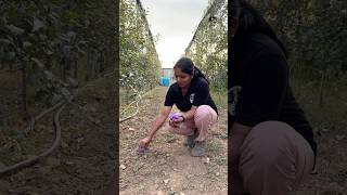 Saffron plantation in Kashmir puthettutravelvlog jelajaratheesh saffron kashmir india travel [upl. by Michaella]