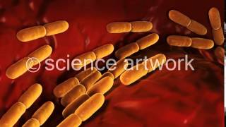 Lactobacillus Bulgaricus Bacteria stock video from science artwork [upl. by Byrne260]