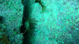 Tauranga Packhorse Crayfish [upl. by La]