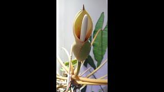 Filodendron Billietiae kwitnie Philodendron Billietiae is flowering [upl. by Arahsat]