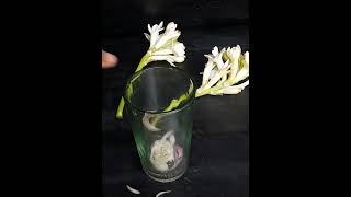 How To Grow Tuberose Trees From Cutting In A Onion Tuberose [upl. by Aeslehc380]