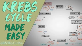 KREBS CYCLE MADE EASY  Krebs cycle Simple Animation Carbohydrate Metabolism Lesson [upl. by Harvard]