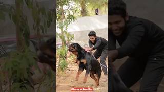 rottweiler dog attack viral video powerful dog 🐶 [upl. by Katine516]