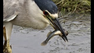 Black Crowned Night Heron the amazing goby hunter 4K [upl. by Nivets]