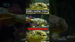 MBU puffer FISH [upl. by Maghutte627]