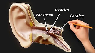 Structure and Function of EAR MORE THAN HEARING [upl. by Decamp594]