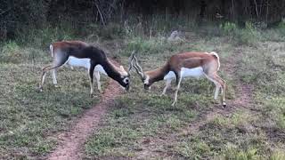 Blackbuck Fight [upl. by Thea]