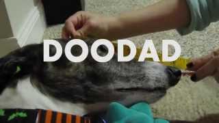 Doodad the Greyhound Wants Cookies [upl. by Iras]