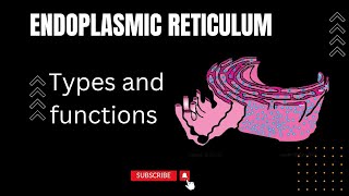 Endoplasmic Reticulum in urdu hindi and English Rough and smooth Endoplasmic Reticulum Cisternae [upl. by Sices]