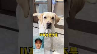 👻Mischievous dog👻funny video short [upl. by Yeclehc382]