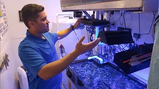 Zoanthid Care In Depth WalkThrough of Joshporksandwhich Zoas System [upl. by Kcirdderf201]