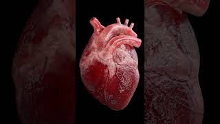 Real Heart❤️ Beat🫣🫣  3D Animation heart [upl. by Cand]