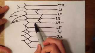 How to Draw the Lumbosacral Plexus [upl. by Melmon]