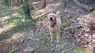 Farfel the Goldendoodle barking [upl. by Amlet]