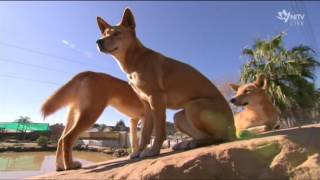 Are dingoes dangerous or just misunderstood [upl. by Inalaehon]