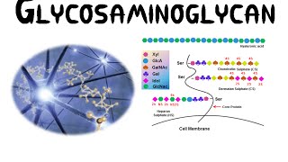 Glycosaminoglycans GAGs [upl. by Akemyt]