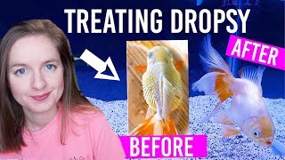 How To Treat Dropsy In Goldfish  Full 2 Week Treatment [upl. by Jaf]