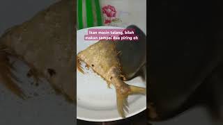 Ikan masin talang  boleh makan sampai dua piring oh [upl. by Trust]