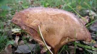 Tawny Funnel Cap Lepista flaccida  20121104 [upl. by Wardlaw312]