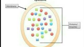 اسهل طريقة لشرح اليسوسوم Structure amp Function of Lysosomes  A Level Biology [upl. by Nonohcle]