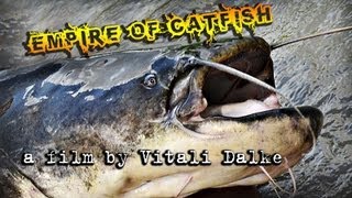 Waller unterwasser Silures sous leau catfish underwater [upl. by Atelahs203]