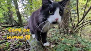 Norwegian Forest Cat Odin in quotTake the long Way Homequot Trailer [upl. by Lennor]