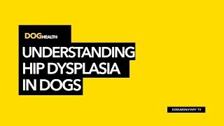 UNDERSTANDING HIP DYSPLASIA IN DOGS [upl. by Ogirdor492]