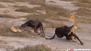 Greyhound hunting rabbit  hunting with dogs  dog hunting hare [upl. by Henrique]