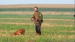 Vižla marka i aport  lov na prepelice  Quail hunt with vizsla [upl. by Eahsan815]