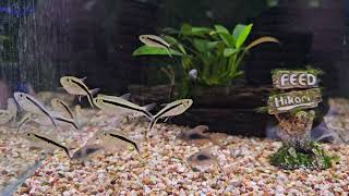 Penguin Tetras Looking Cute as a little Hockey Stick Shrimplovers [upl. by Delwyn]