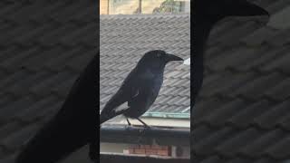 Currawong Visitor  24th November 2022 [upl. by Lotsirk]