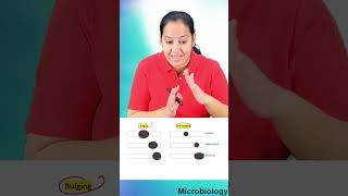 1 minute learning Types of Bacterial spores [upl. by Bryce109]