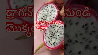 Dragon fruit plants from fresh fruit teluguvlogs gardeninggrowingplantstelugushortsytshorts [upl. by Ahab]