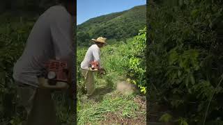 Fazendo matéria orgânica na lavoura de café vidanaroça safradecafe safra cafeorganico fazenda [upl. by Dibru]