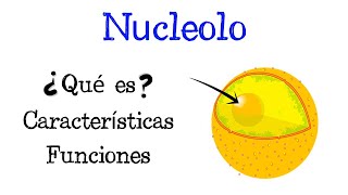 🌐 ¿Qué es el Nucleolo 💥 Características y Funciones Fácil y Rápido  BIOLOGÍA [upl. by Carilla7]