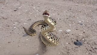 BULLSNAKE ENCOUNTER GETS SPICY [upl. by Sasha]