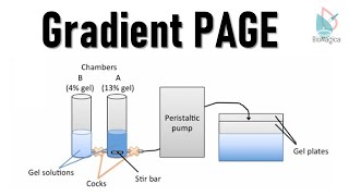 Gradient PAGE Polyacrylamide gel electrophoresis II Protein Electrophoresis [upl. by Kcirddor655]