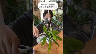 やってみな、増えるぞ【食虫植物ネペンテス】観葉植物ウツボカズラ [upl. by Arutak515]