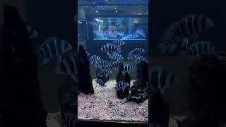 Humphead cichlid fish 🐋🐬fishtanks bettafish bettafishtanks aquariumchannel fishing fish [upl. by Notliw291]