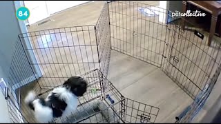 Smart Dog Escapes Cage Brilliantly  Best Pets of the MONTH [upl. by Hauge]