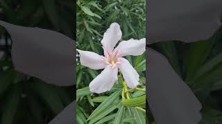 Oleander flower [upl. by Judie]