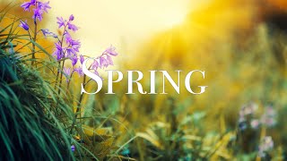 SPRING VIDEO  Free Stock Footage  Free HD Video  no copyright [upl. by Gonyea]