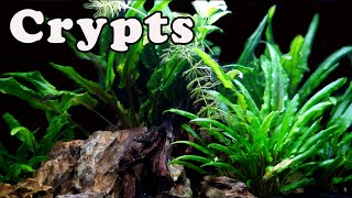 The Plant You NEED Crypt Aquarium Plant Care [upl. by Aned]