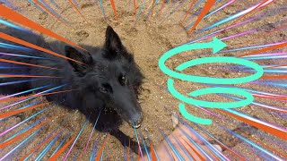 Groenendael Dog Gets Zoomies at Dinner Time [upl. by Ranson]