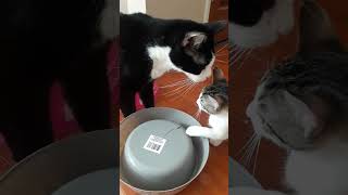 TUXEDO CAT TEACHES KITTEN TO MAKE MESSES [upl. by Oitaroh727]