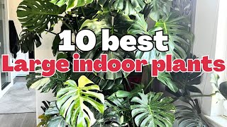 10 best large indoor plants  Tall beautiful houseplants that make a statement [upl. by Irep]